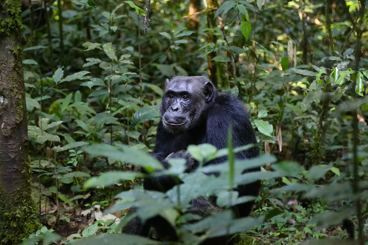 Sierra Leone - Places to see - Tacugama Chimpanzee Sanctuary