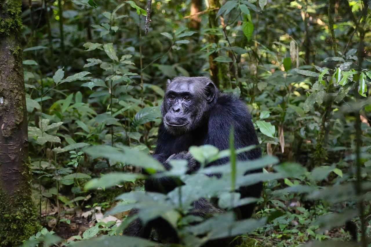 Tacugama Chimpanzee Sanctuary