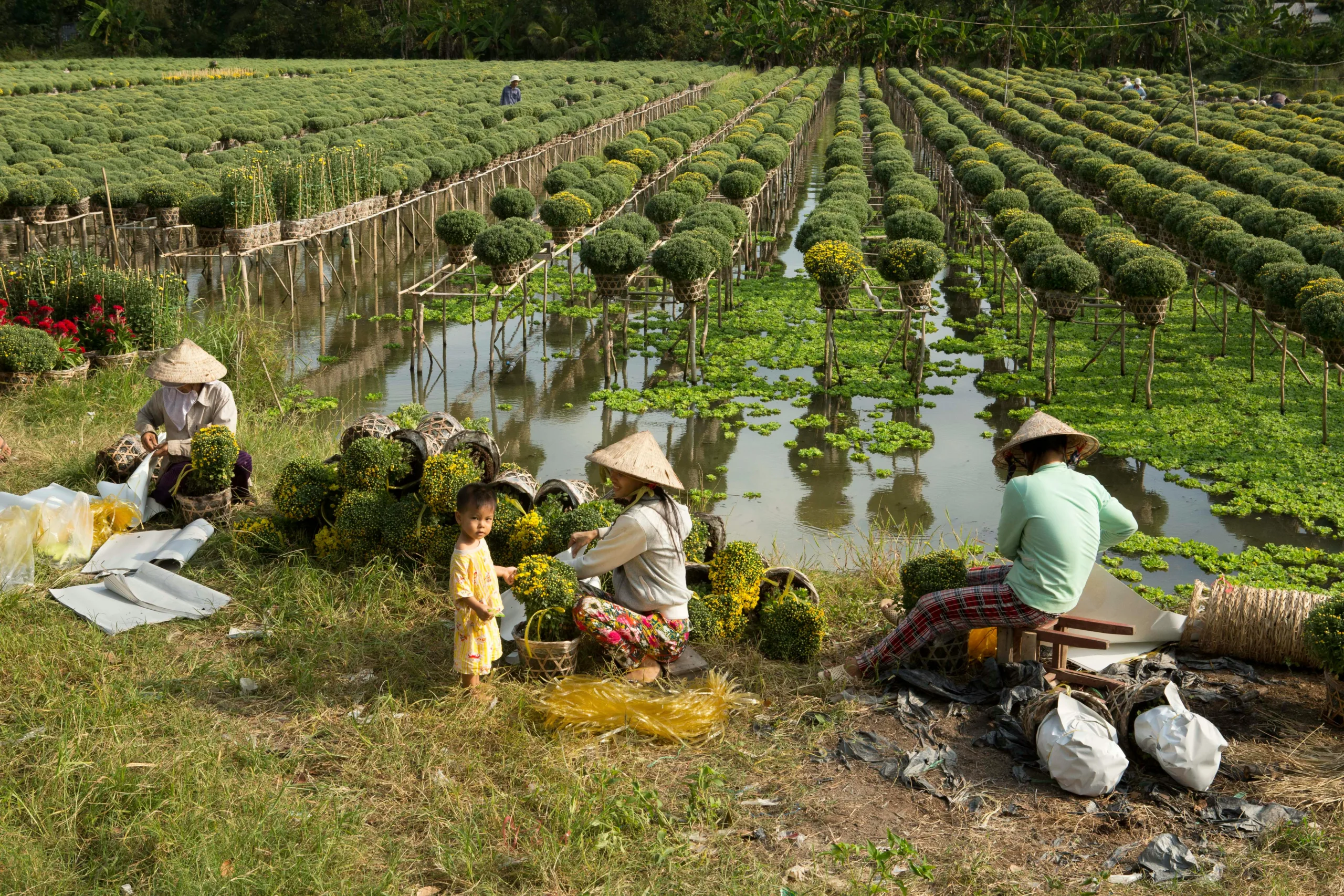 Vietnam - Things to see- - Mekong Delta