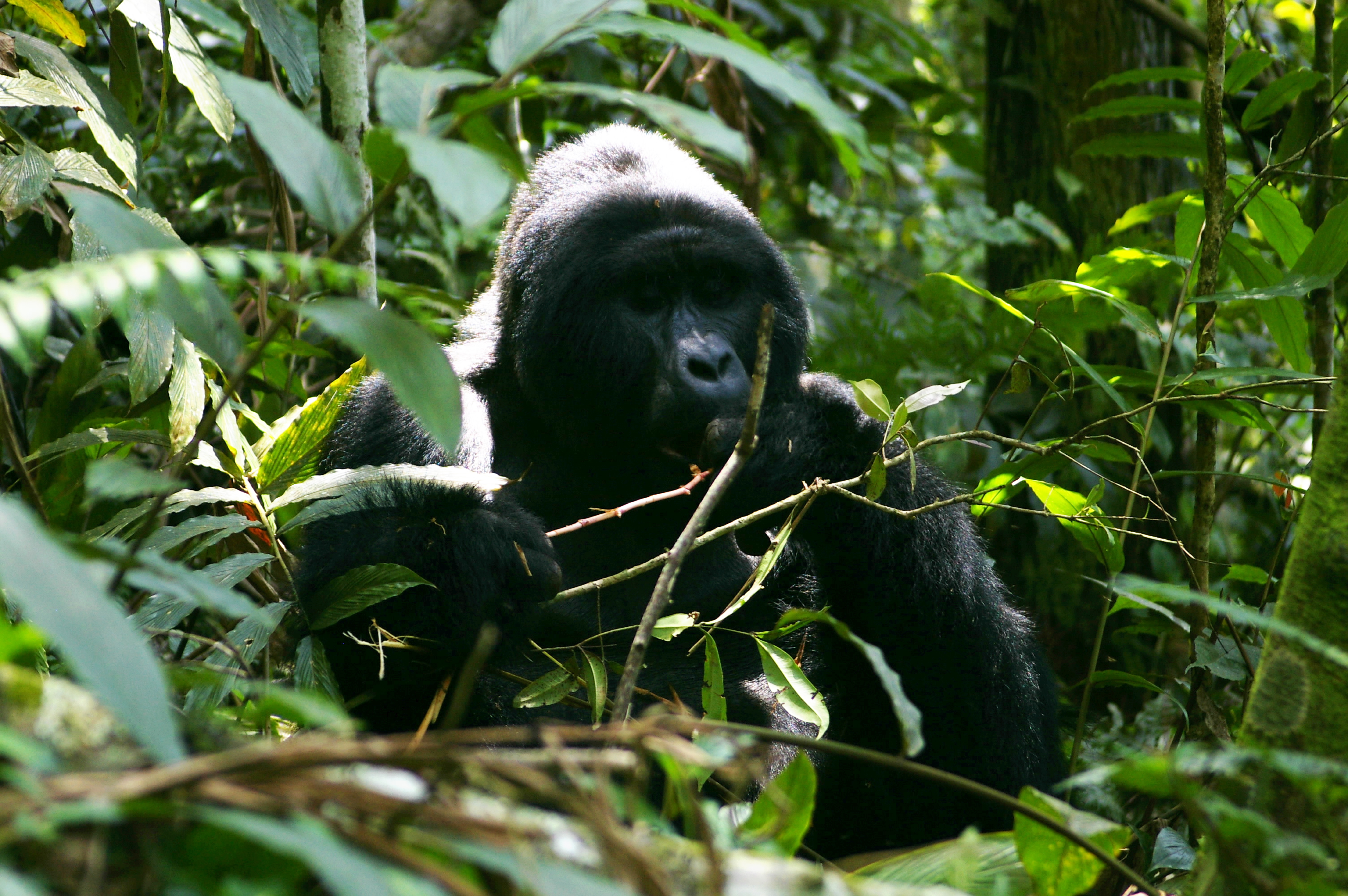 Uganda - The Best of Uganda Small Group Tour