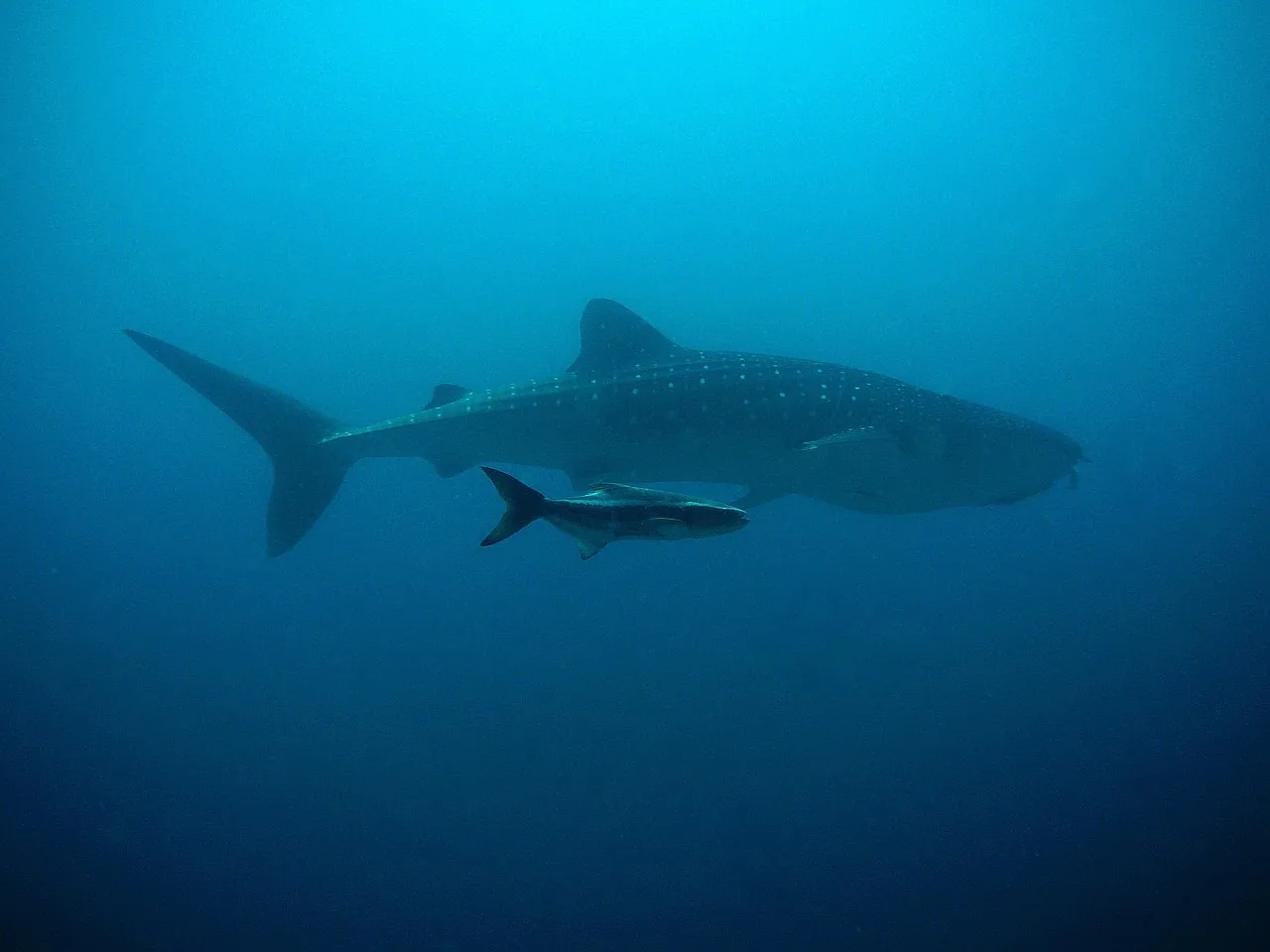 Maldives Whale Shark Conservation Research Expedition Maldives Whale Shark Conservation Research Expedition