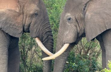The big five in Uganda Elephants in Uganda