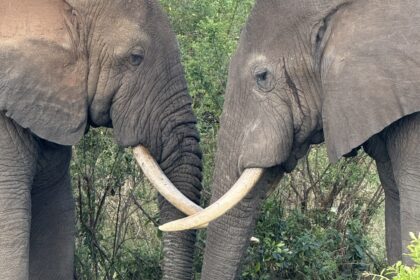 The big five in Uganda Elephants in Uganda