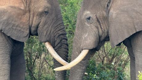The big five in Uganda Elephants in Uganda