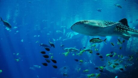 Maldives Whale Shark Snorkelling Cruise Maldives Whale Shark Snorkelling Cruise