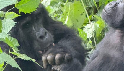 small group Uganda tours small group Uganda tours