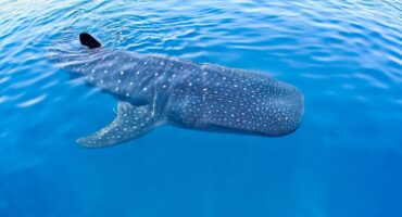Maldives whale shark season