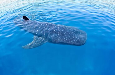 Maldives whale shark season Maldives whale shark season