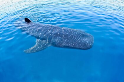Maldives whale shark season Maldives whale shark season