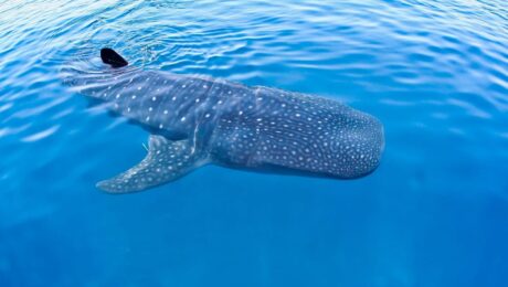 Maldives whale shark season Maldives whale shark season