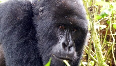 Rwanda Small Group Gorilla Tour Rwanda Small Group Gorilla Tour