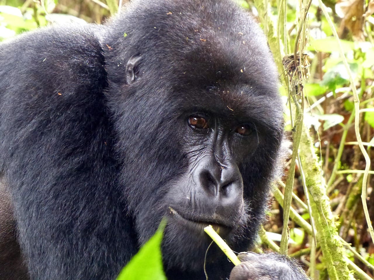 Rwanda Small Group Gorilla Tour