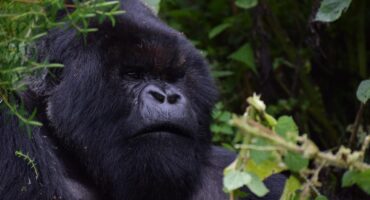 Rwanda – Safari Trip and Gorilla Trekking Rwanda - Safari Trip and Gorilla Trekking