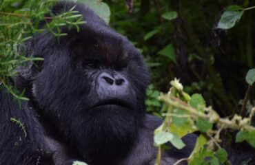 Rwanda – Safari Trip and Gorilla Trekking Rwanda - Safari Trip and Gorilla Trekking