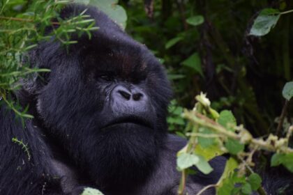 Rwanda - Safari Trip and Gorilla Trekking