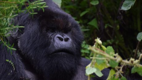 Rwanda – Safari Trip and Gorilla Trekking Rwanda - Safari Trip and Gorilla Trekking