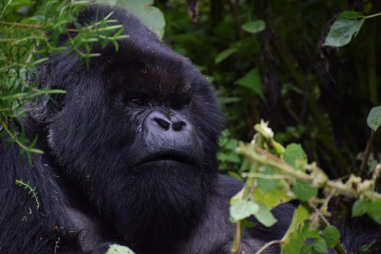 Rwanda - Safari Trip and Gorilla Trekking