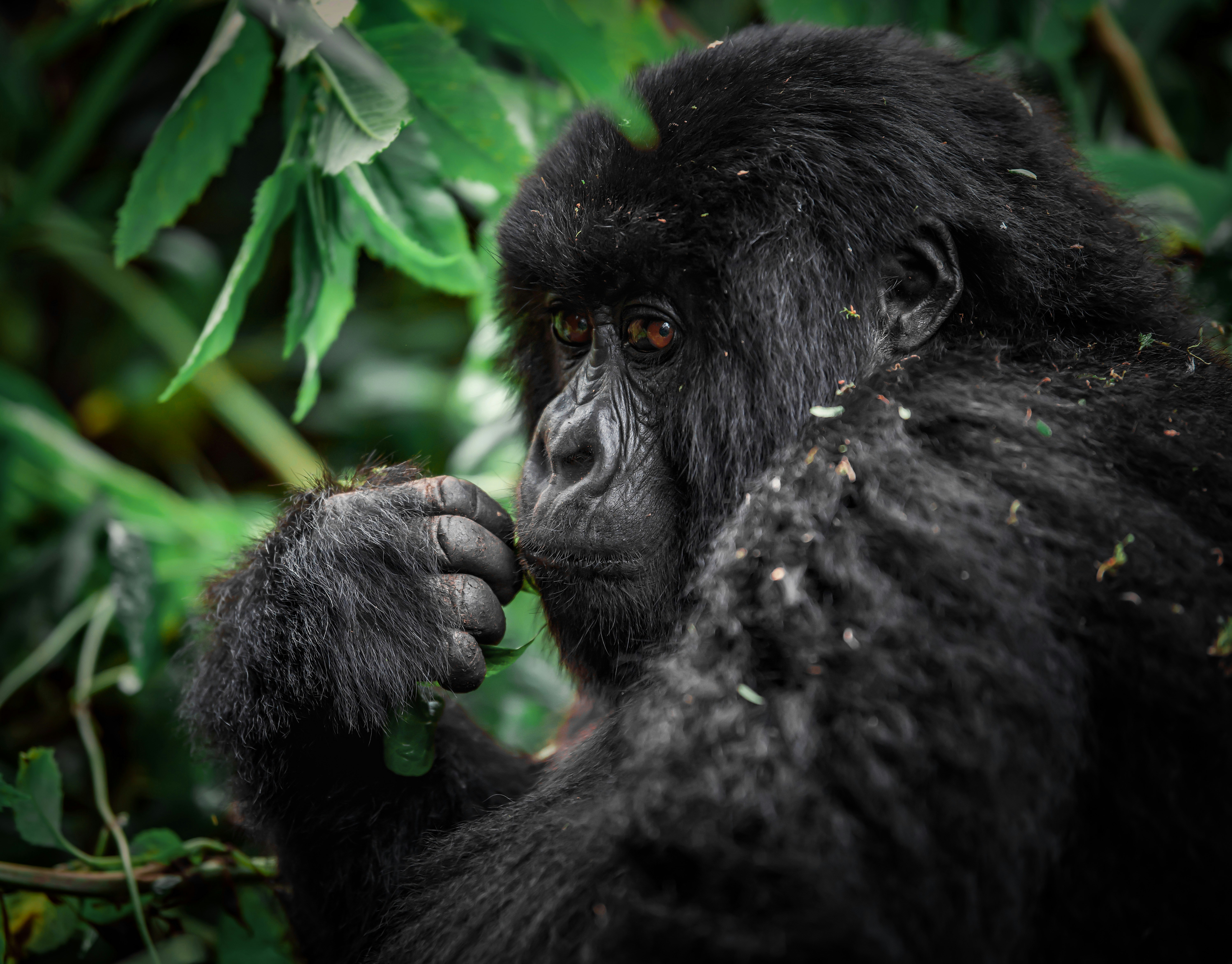 Rwanda - Our Local Travel Experts