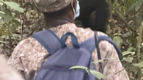 How Physical Is the Gorilla Trek in Uganda?
