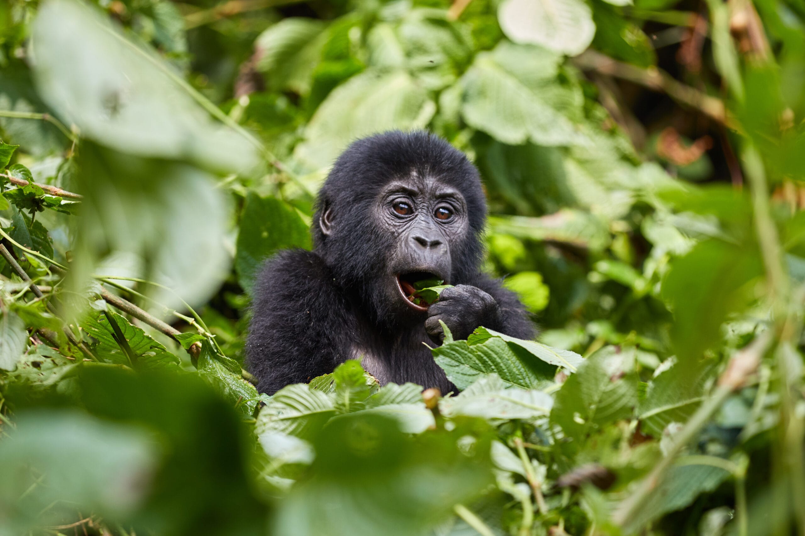 Baby Gorilla on trek with Our Local Tour.